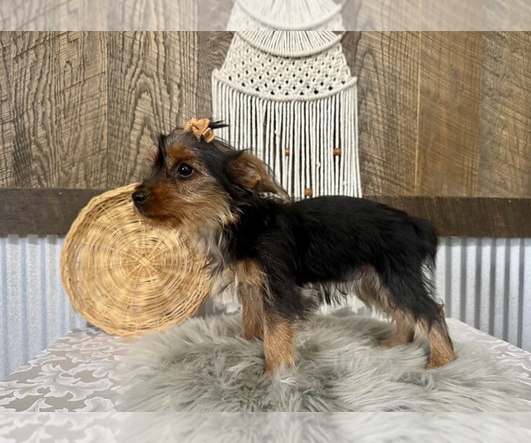 Medium Photo #7 Yorkshire Terrier Puppy For Sale in NAPPANEE, IN, USA