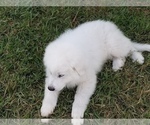 Small Photo #2 Great Pyrenees Puppy For Sale in PALM BAY, FL, USA