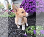 Small Photo #32 Pembroke Welsh Corgi Puppy For Sale in SHILOH, OH, USA
