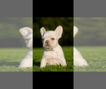 Small #3 French Bulldog