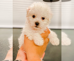 Maltipoo Puppy for sale in COOLIDGE, AZ, USA