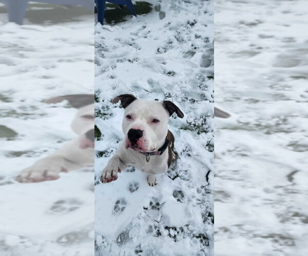 Medium Photo #15 Mutt Puppy For Sale in Chestertown, MD, USA