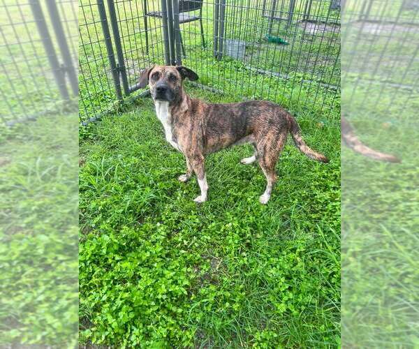Medium Photo #5 Mutt Puppy For Sale in Abbeville, LA, USA