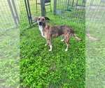 Small #4 Mutt