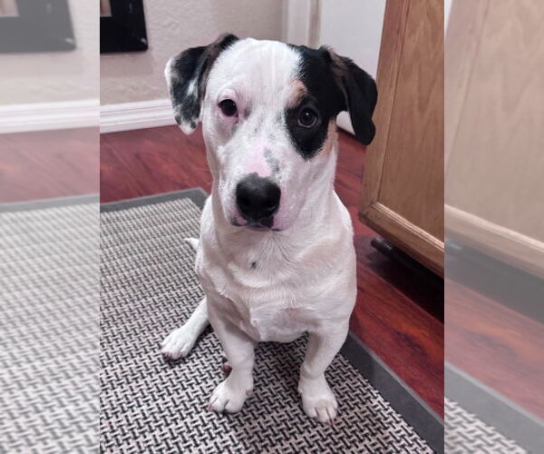 Medium Photo #1 American Staffordshire Terrier-Unknown Mix Puppy For Sale in Lake Forest, CA, USA