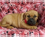 Small Photo #2 Boerboel Puppy For Sale in NOTTINGHAM, PA, USA