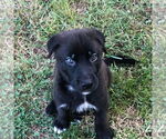 Small #1 Huskies  Mix