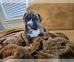 Puppy Coral Boxer