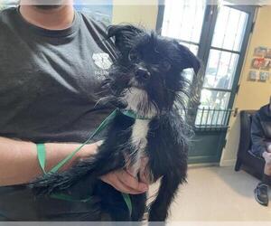 Mutt Dogs for adoption in Pasadena, CA, USA