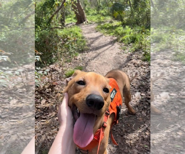 Medium Photo #3 Mutt Puppy For Sale in Rowlett, TX, USA