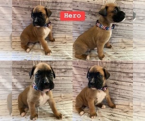 Boxer Puppy for Sale in HARRISON, Arkansas USA