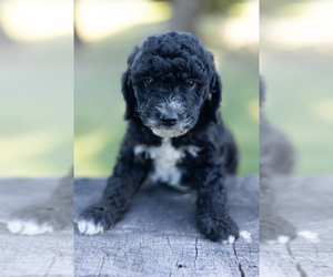 Goldendoodle (Miniature) Puppy for sale in BONNERS FERRY, ID, USA
