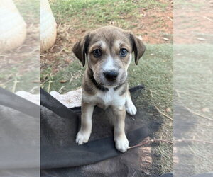 Border Collie-Unknown Mix Dogs for adoption in OKLAHOMA CITY, OK, USA