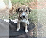 Maple - Female Border Collie-Unknown Mix Dog for Adoption - Small photo