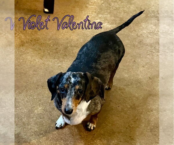Medium Photo #7 Dachshund Puppy For Sale in San Antonio, TX, USA