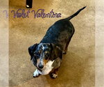Small #6 Dachshund
