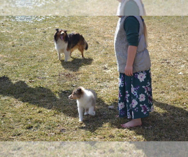Medium Photo #8 Shetland Sheepdog Puppy For Sale in GREENWOOD, WI, USA