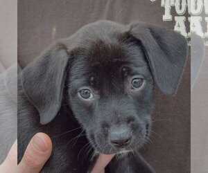 Harper - Female Border Collie-Unknown Mix Dog for Adoption - Photo #5