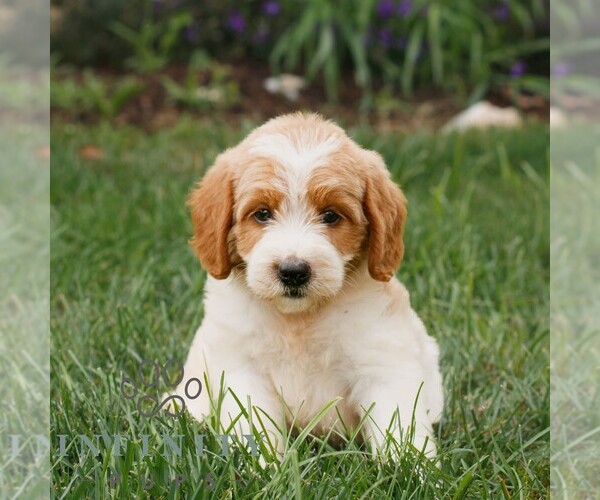 Medium Photo #4 Miniature Labradoodle Puppy For Sale in GORDONVILLE, PA, USA