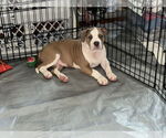 Small #9 Mutt