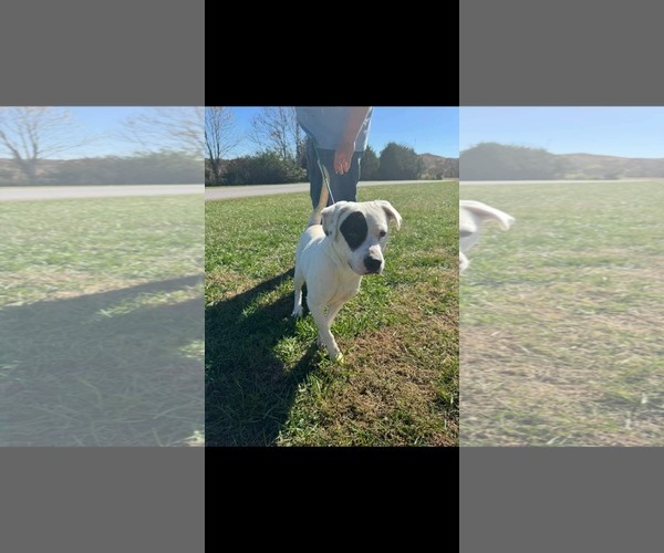 Medium Photo #2 Labrador Retriever-Unknown Mix Puppy For Sale in Westwood, NJ, USA