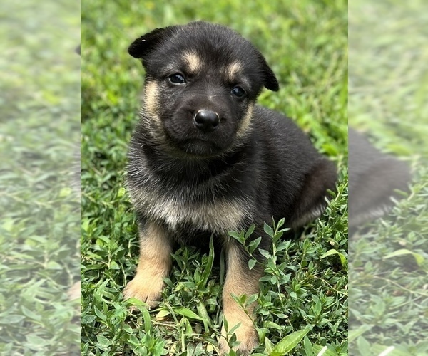 Medium Photo #8 Australian Kelpie-German Shepherd Dog Mix Puppy For Sale in PETERSBURG, TN, USA