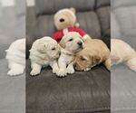 Small Photo #6 Golden Retriever Puppy For Sale in SACRAMENTO, CA, USA
