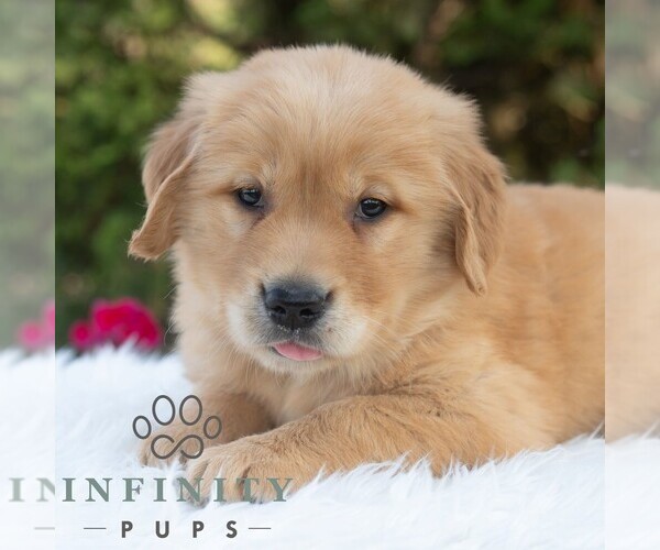 Medium Photo #1 Golden Retriever Puppy For Sale in NEWPORT, PA, USA