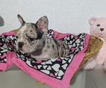 Small #5 Faux Frenchbo Bulldog