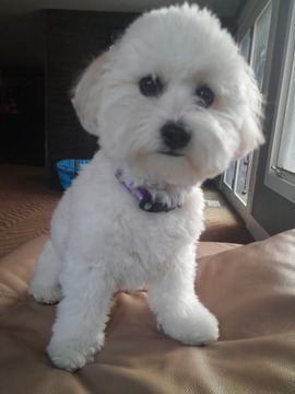 Medium Photo #1 Coton de Tulear Puppy For Sale in ROCKFORD, MI, USA
