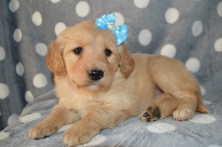 Goldendoodle Puppy for sale in HONEY BROOK, PA, USA
