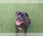 Small #1 American Bulldog Mix