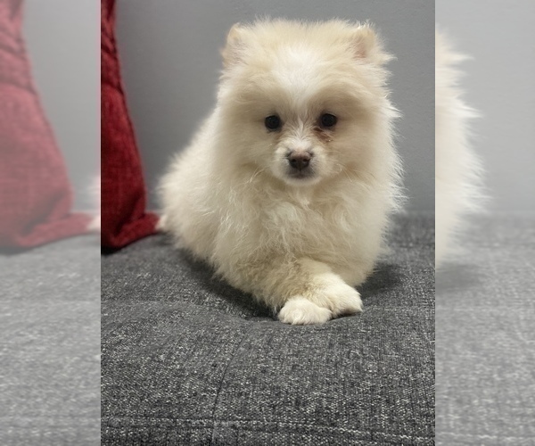 Medium Photo #2 Pomeranian Puppy For Sale in OAK LAWN, IL, USA