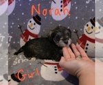 Small Photo #25 Chizer Puppy For Sale in MONTEZUMA, GA, USA