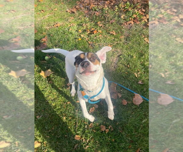 Medium Photo #7 Mutt Puppy For Sale in Springdale, PA, USA