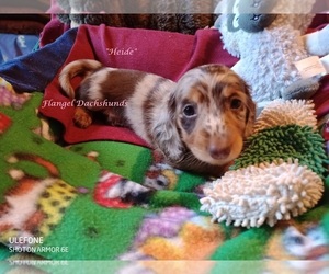 Dachshund Puppy for sale in CUTLER BAY, FL, USA