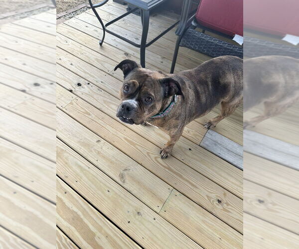 Medium Photo #2 American Pit Bull Terrier-Bulldog Mix Puppy For Sale in Wenonah, NJ, USA