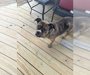 Shawny - Female American Pit Bull Terrier-Bulldog Mix Dog for Adoption - Photo #2