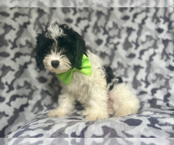 Medium Photo #8 Cavapoo Puppy For Sale in LAKELAND, FL, USA