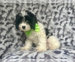Small #7 Cavapoo
