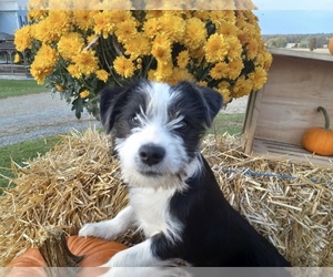 Border Collie-Maltese Mix Puppy for sale in FREDERICKSBURG, OH, USA