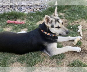 Holly - Female Siberian Husky-Unknown Mix Dog for Adoption - Photo #7