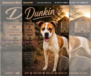 Boxer Dogs for adoption in Benton, PA, USA