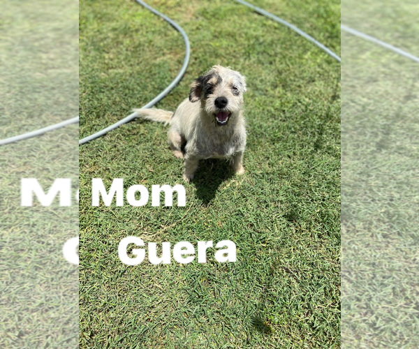 Medium Photo #2 Mutt Puppy For Sale in Shillington, PA, USA