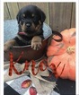 Small Photo #1 Rottweiler Puppy For Sale in IRMO, SC, USA