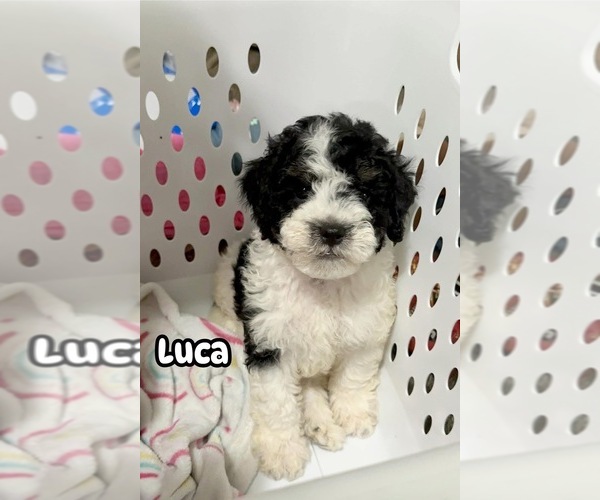 Medium Photo #1 Cavapoo Puppy For Sale in CAMPBELLSVILLE, KY, USA
