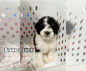 Cavapoo Puppy for sale in CAMPBELLSVILLE, KY, USA