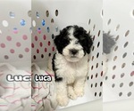 Image preview for Ad Listing. Nickname: Luca