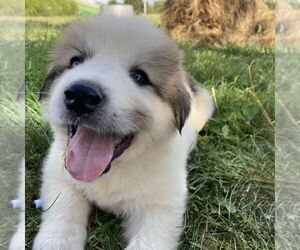 Great Pyrenees Puppy for sale in BRIGHTON, IA, USA