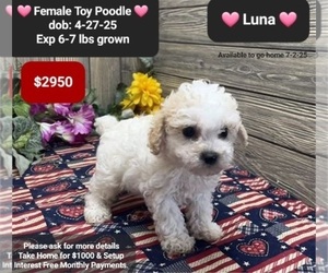 Medium Poodle (Toy)